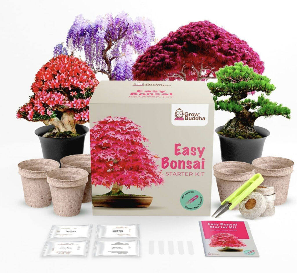 Holiday Gift Guide easy bonsai growing kit